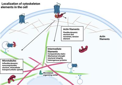 Interactions between β-arrestin proteins and the cytoskeletal system, and their relevance to neurodegenerative disorders